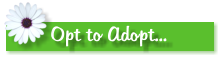Opt to Adopt...
