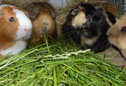 Guinea Pigs Australia - Guinea Pig Companionship