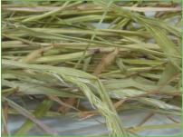 7.5 - 8 Kilos Sweet Meadow Hay