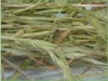 1.5 - 2 Kilos Sweet Meadow Hay 