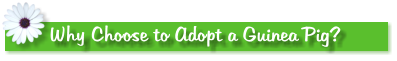 Why Choose to Adopt a Guinea Pig?