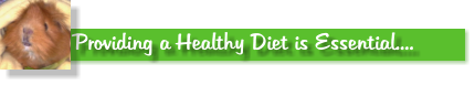 Providing a Healthy Diet is Essential....