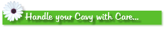 Handle your Cavy with Care...