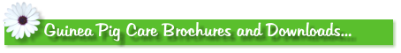 Guinea Pig Care Brochures and Downloads...