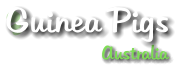 Australia  Guinea Pigs