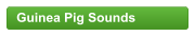 Guinea Pig Sounds