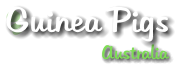 Australia  Guinea Pigs